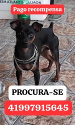 Lost Male Dog last seen Rua rio miringuava n40, Iguaçu, PR 83833-386