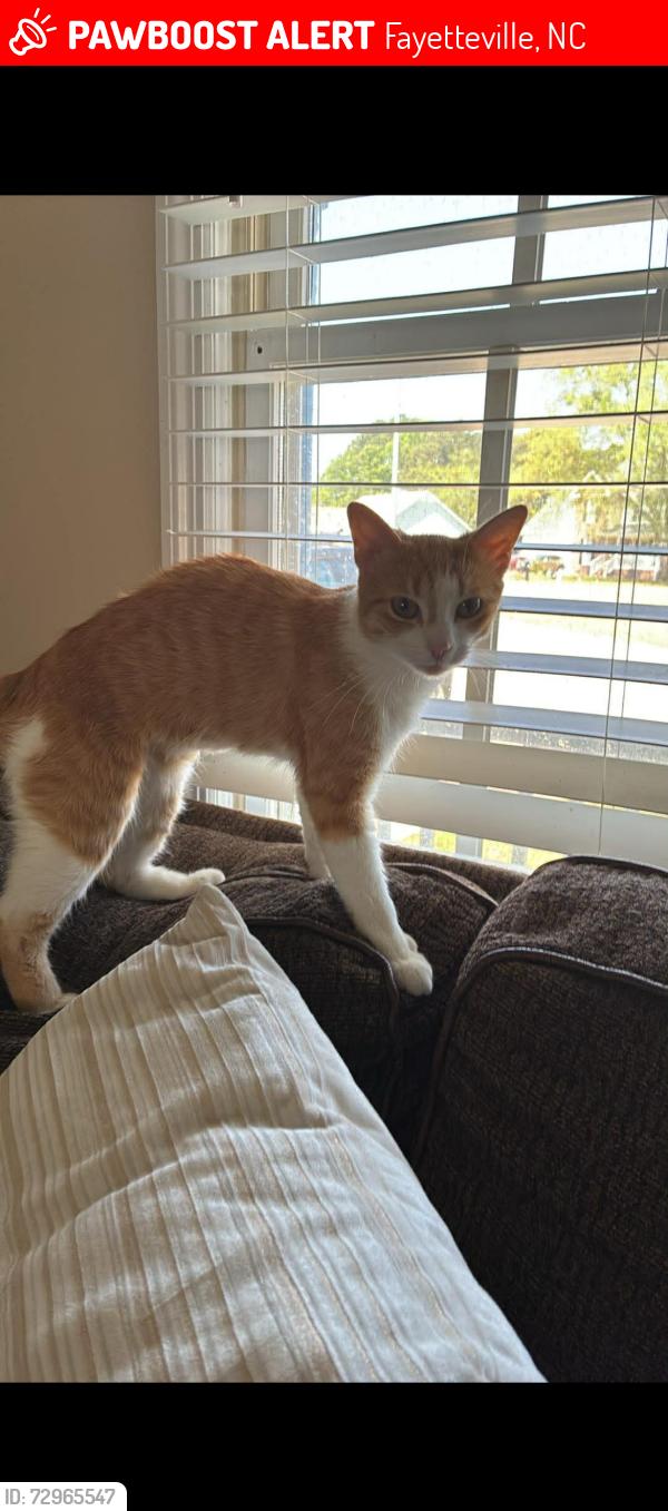 Lost Female Cat last seen Near windy grove ct Fayetteville nc 28314, Fayetteville, NC 28314