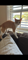 Lost Female Cat last seen Near windy grove ct Fayetteville nc 28314, Fayetteville, NC 28314