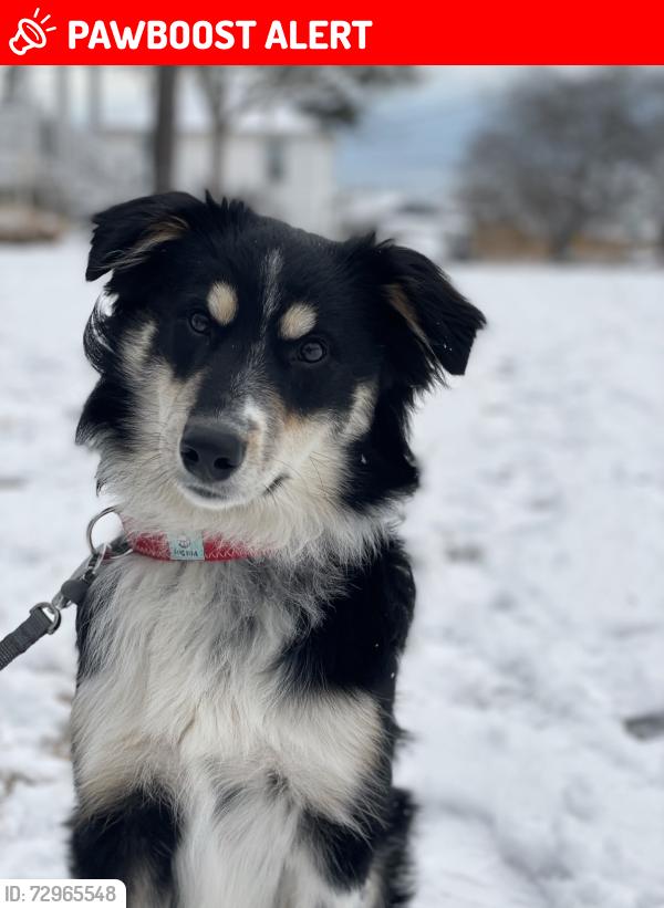 Lost Male Dog last seen Overlook and Morrissey, Neptune Township, NJ 07719