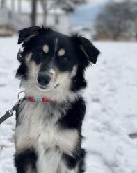 Lost Male Dog last seen Overlook and Morrissey, Neptune Township, NJ 07719