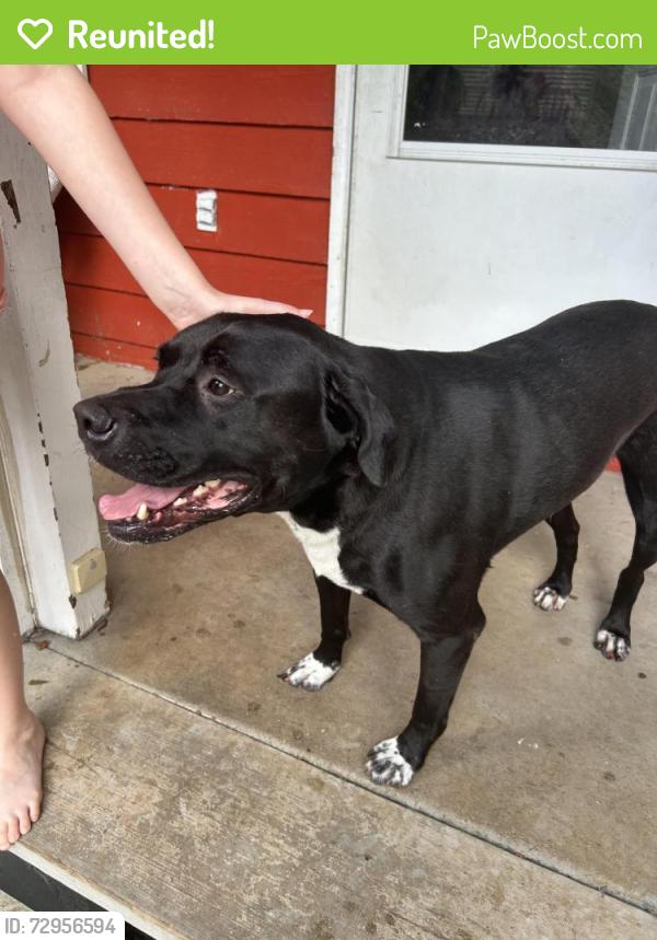 Reunited Unknown Dog last seen Near and Meadowcliff Trail , Carrollton, GA 30116