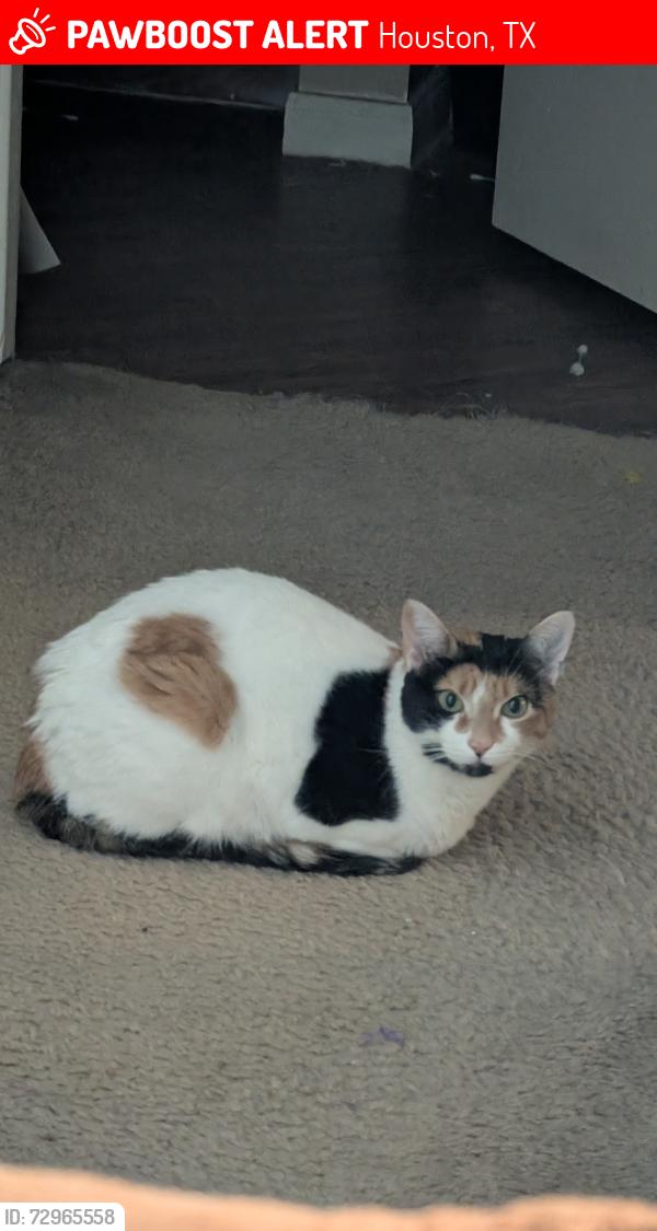 Lost Female Cat last seen Richmond Avenue and Eldridge by Target plaza, Houston, TX 77082