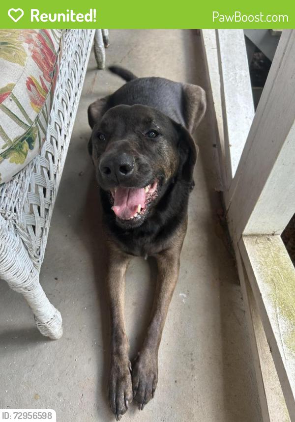 Reunited Unknown Dog last seen Near and Meadowcliff Trail, Carrollton, GA 30116