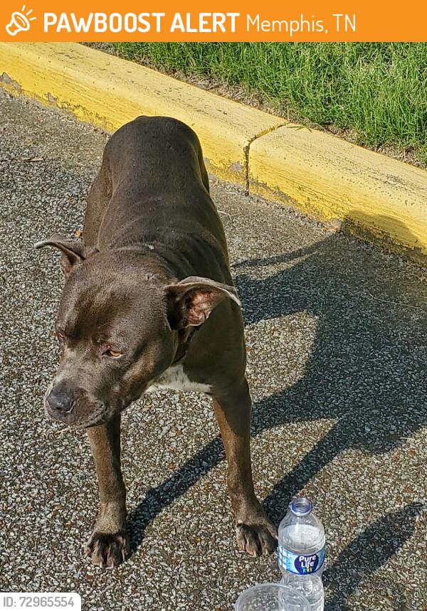 Found/Stray Male Dog last seen Faronia Rd. And Finley , Memphis, TN 38109