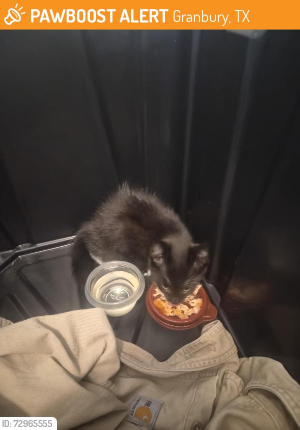 Found/Stray Unknown Cat last seen Pearl Street Bridge, Granbury, TX 76048