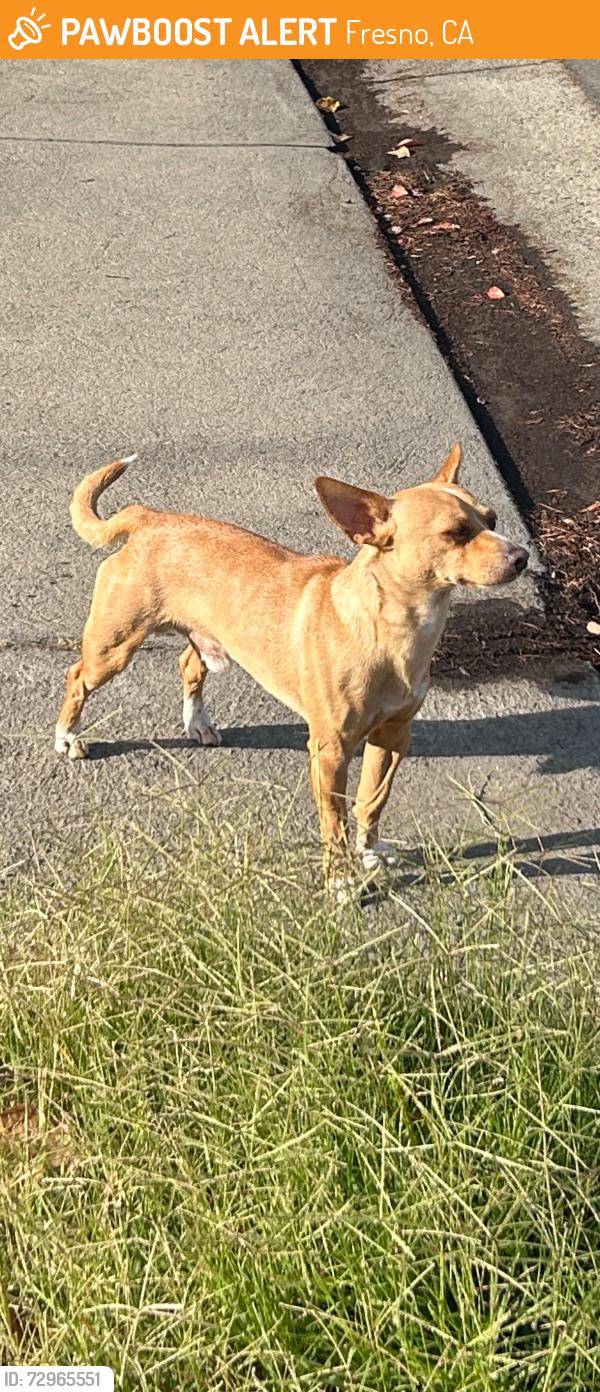 Found/Stray Male Dog last seen Hughes and Clinton , Fresno, CA 93705