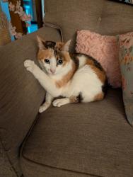 Lost Female Cat last seen Avery ests, Hilliard, OH 43026