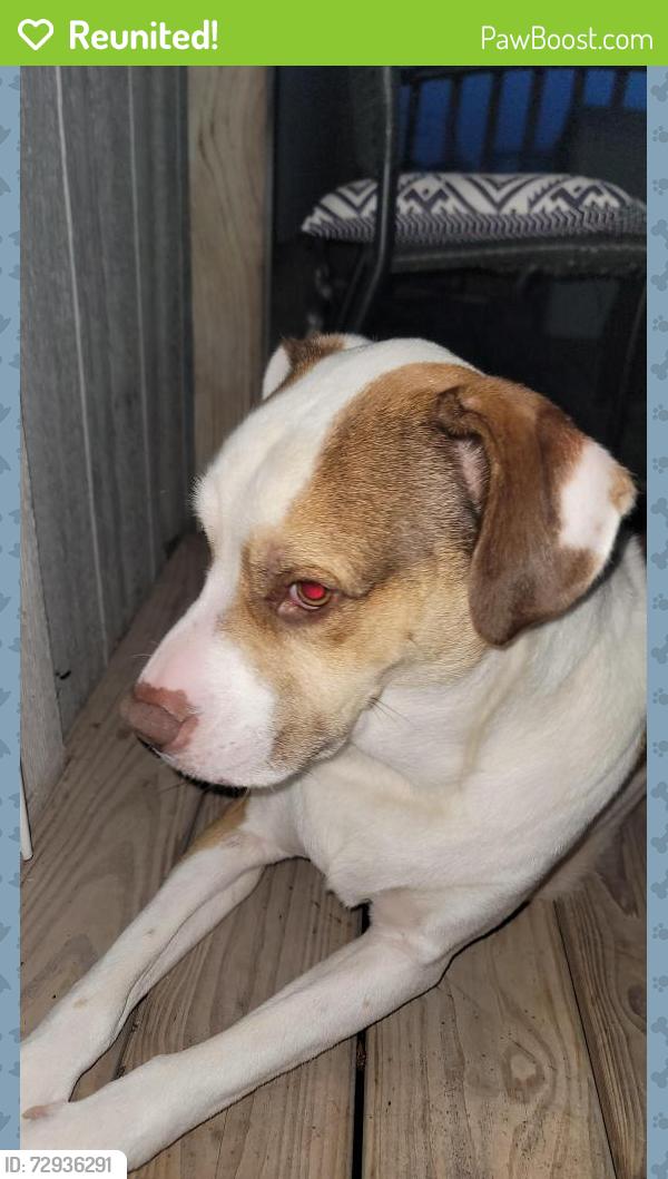 Reunited Male Dog last seen Sunset way and sunset ridge, College Station, TX 77845