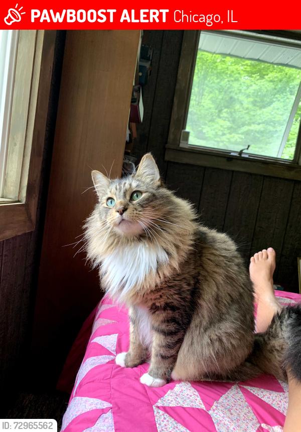 Lost Male Cat last seen Hamilton Avenue and 37th, Chicago, IL 60609