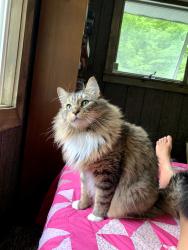 Lost Male Cat last seen Hamilton Avenue and 37th, Chicago, IL 60609