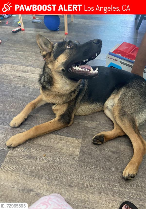 Lost Male Dog last seen Calvary Cemetery , Los Angeles, CA 90063