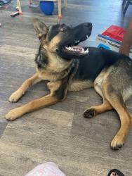 Lost Male Dog last seen Calvary Cemetery , Los Angeles, CA 90063