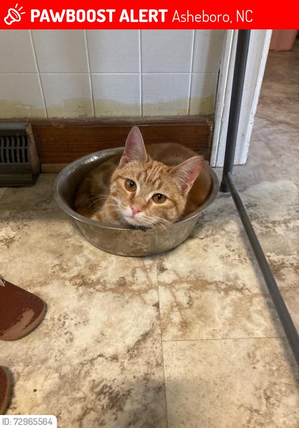Lost Male Cat last seen Henley Road and East Presnell , Asheboro, NC 27203