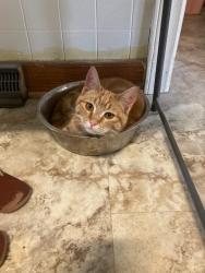 Lost Male Cat last seen Henley Road and East Presnell , Asheboro, NC 27203