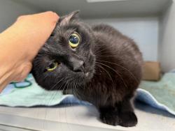 Shelter Stray Female Cat last seen Near Morris Avenue, BRONX, NY, 10457, New York, NY 10029