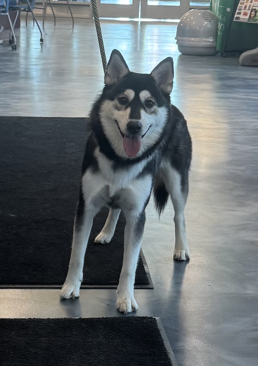 Shelter Stray Female Dog last seen bmx park in, WATERFORD, MI, 48327, Pontiac, MI 48341