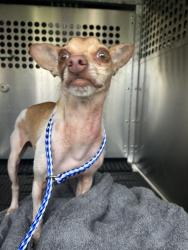 Shelter Stray Unknown Dog last seen Apt b,10208 Brownie Drive, AUSTIN, TX, 78753, Austin, TX 78702
