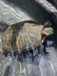 Shelter Stray Female Reptile last seen Burnet drive, Escondido, CA, 92027, Escondido, CA 92027