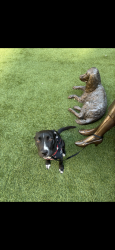 Lost Female Dog last seen Near Austin st, Houston, TX 77002