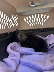 Shelter Stray Unknown Cat last seen Near Victoria Drive, VIRGINIA BEACH, VA, 23452, Virginia Beach, VA 23451