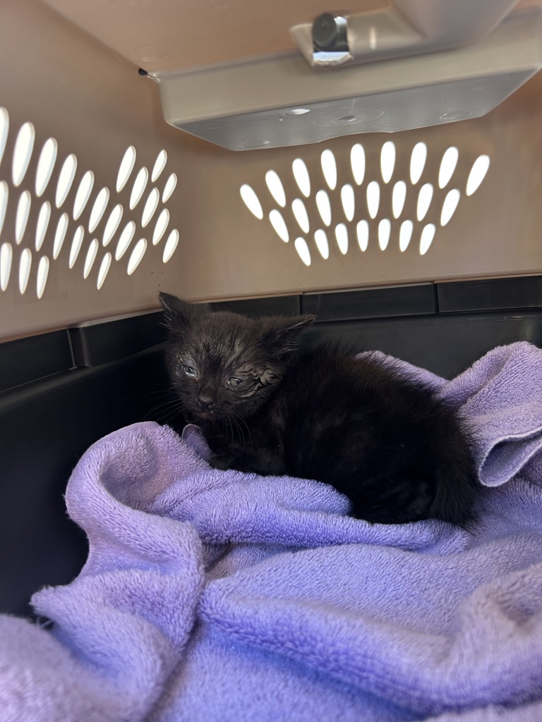 Shelter Stray Unknown Cat last seen Near Victoria Drive, VIRGINIA BEACH, VA, 23452, Virginia Beach, VA 23451