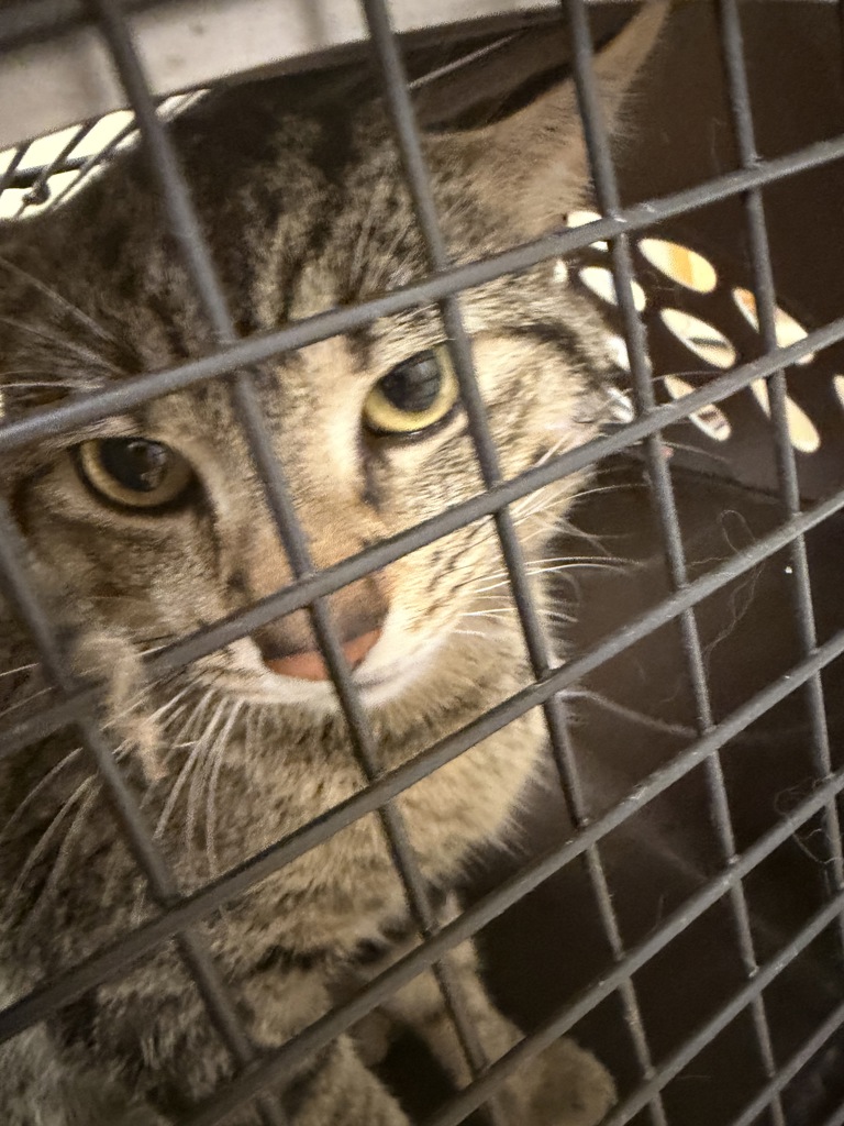 Shelter Stray Male Cat last seen Near Riva Ridge Run, VIRGINIA BEACH, VA, 23454, Virginia Beach, VA 23451