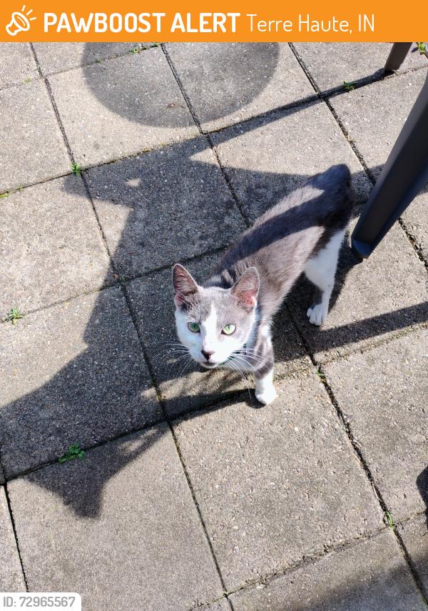 Rehomed Male Cat last seen Azalia Drive and Arlington Road, Terre Haute, IN 47802