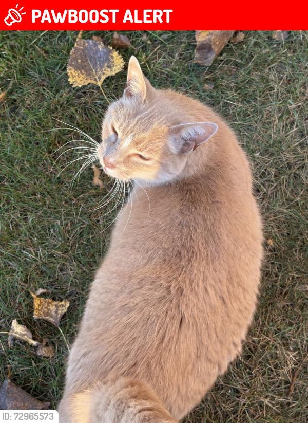 Lost Male Cat last seen 63rd & Unity Brooklyn Center MN, Brooklyn Center, MN 55429