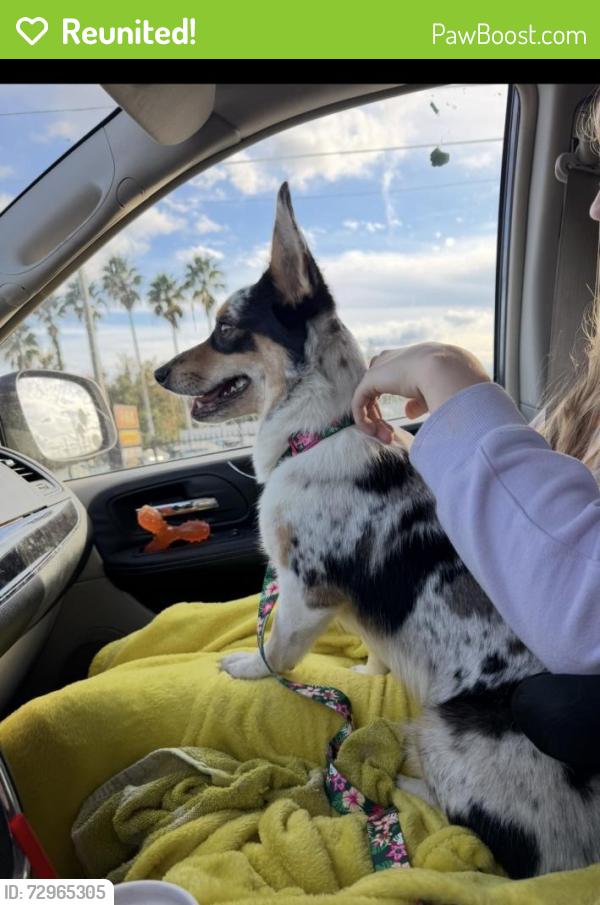 Reunited Female Dog last seen Old Titusville rd/perry lane/ Garfield rd, Deltona, FL 32725