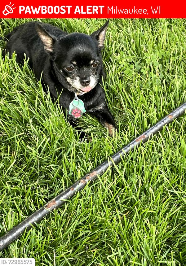 Lost Female Dog last seen 56th and Villard😀, Milwaukee, WI 53218