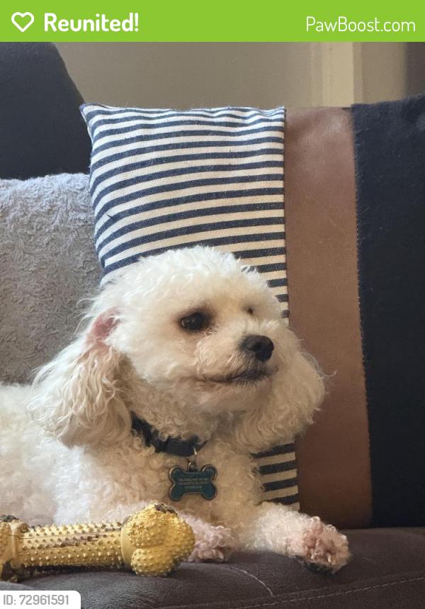 Reunited Male Dog last seen County Line Rd, Fords Rd, Cobb County, GA 30101