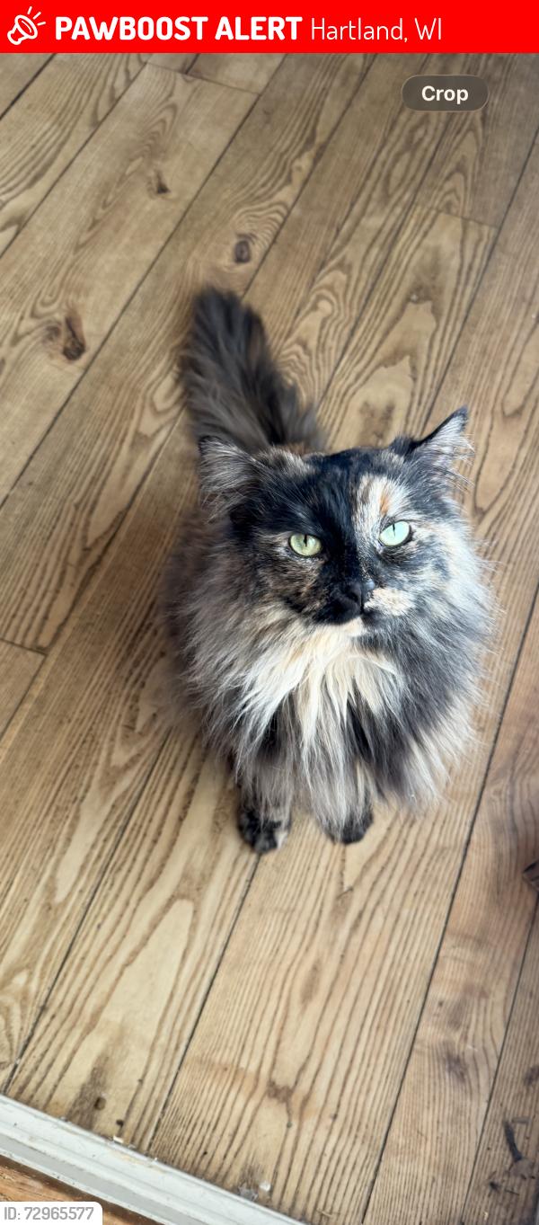 Lost Female Cat last seen West shore, Hartland, WI 53029