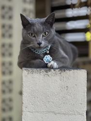 Lost Male Cat last seen Rowley Park/Purche Neighborhood , Gardena, CA 90247