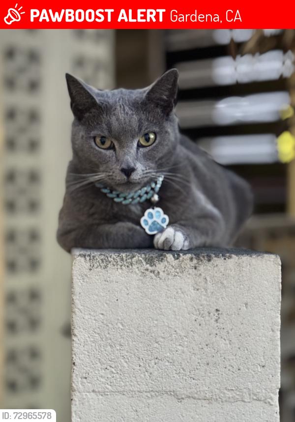 Lost Male Cat last seen Rowley Park/Purche Neighborhood , Gardena, CA 90247