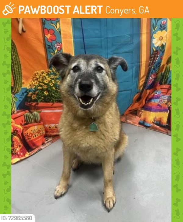 Found/Stray Female Dog last seen Located at Rockdale County Animal Service, 1506 Rockbridge Road, Conyers, GA 30012, Conyers, GA 30012