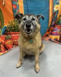 Found/Stray Female Dog last seen Located at Rockdale County Animal Service, 1506 Rockbridge Road, Conyers, GA 30012, Conyers, GA 30012
