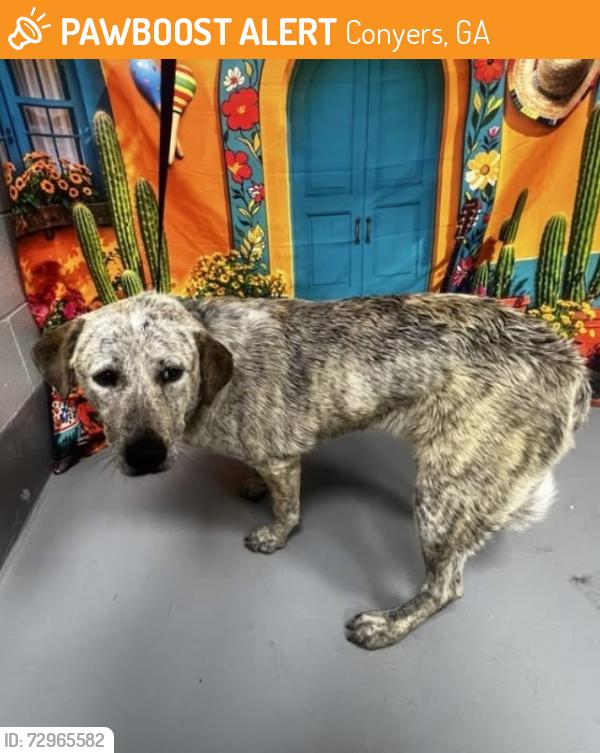Found/Stray Male Dog last seen Located at Rockdale County Animal Service, 1506 Rockbridge Road, Conyers, GA 30012, Conyers, GA 30012