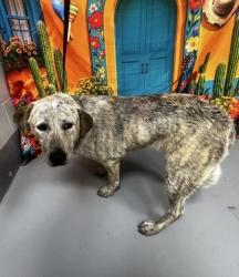 Found/Stray Male Dog last seen Located at Rockdale County Animal Service, 1506 Rockbridge Road, Conyers, GA 30012, Conyers, GA 30012