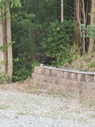 Found/Stray Unknown Cat last seen Rock springs rd., Rutherfordton, NC 28139