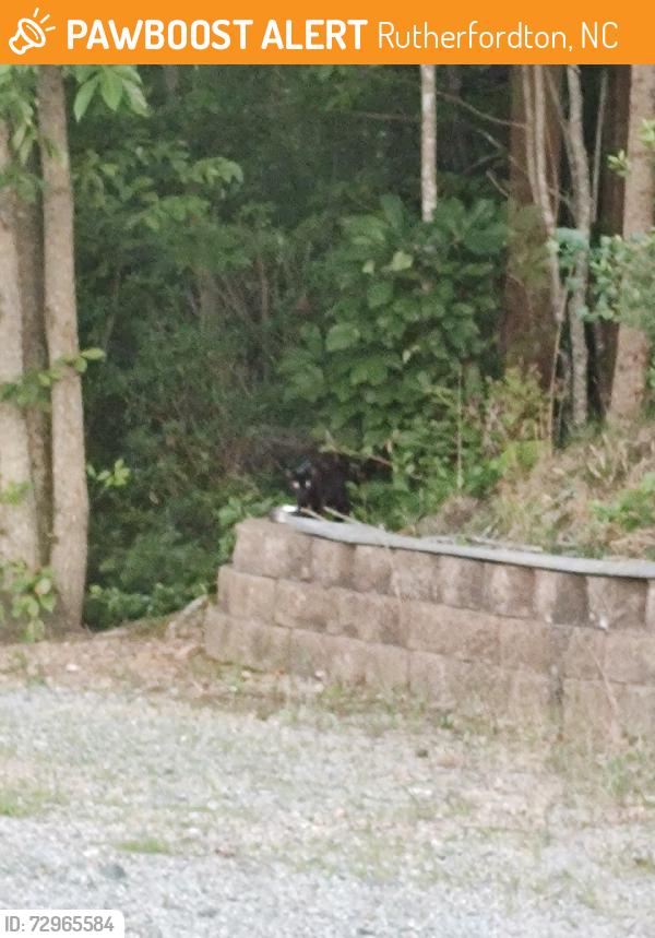 Found/Stray Unknown Cat last seen Rock springs rd., Rutherfordton, NC 28139