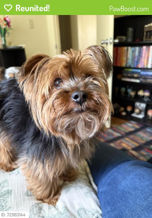 Reunited Female Dog last seen Pawnee and Seneca, Wichita, KS 67213