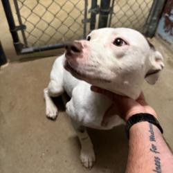 Shelter Stray Female Dog last seen , Pine Bluff, AR 71601