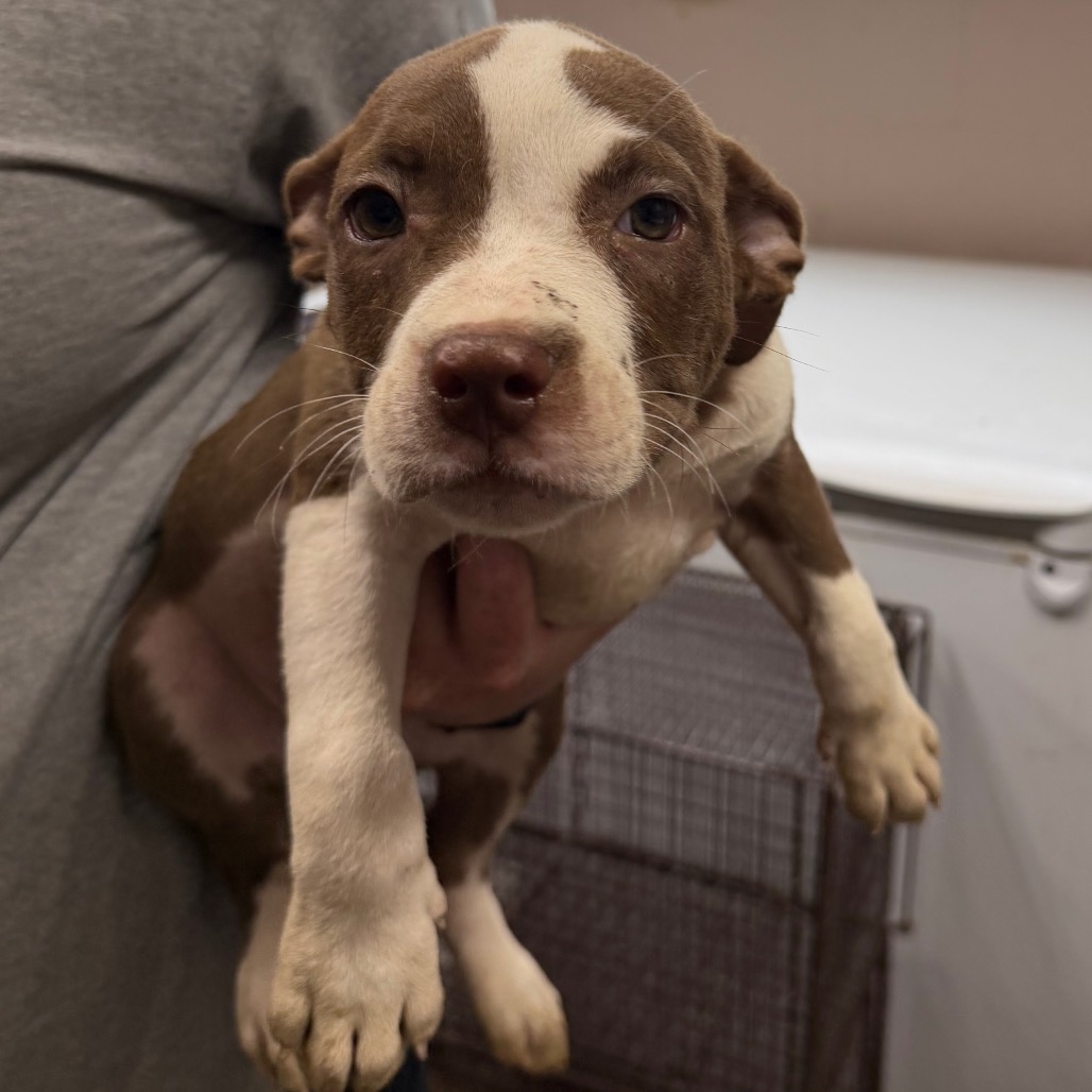 Shelter Stray Female Dog last seen , Pine Bluff, AR 71601