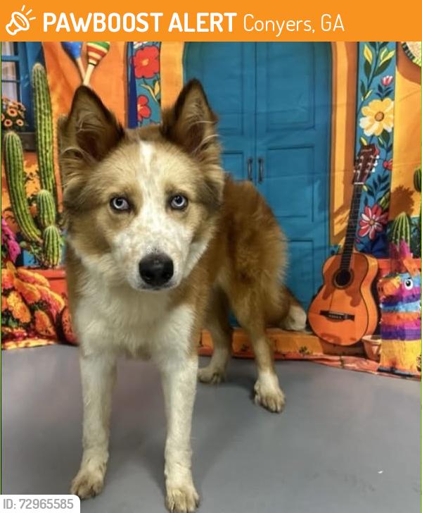 Found/Stray Female Dog last seen Located at Rockdale County Animal Service, 1506 Rockbridge Road, Conyers, GA 30012, Conyers, GA 30012