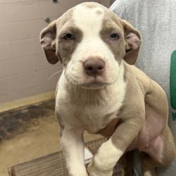 Shelter Stray Female Dog last seen , Pine Bluff, AR 71601