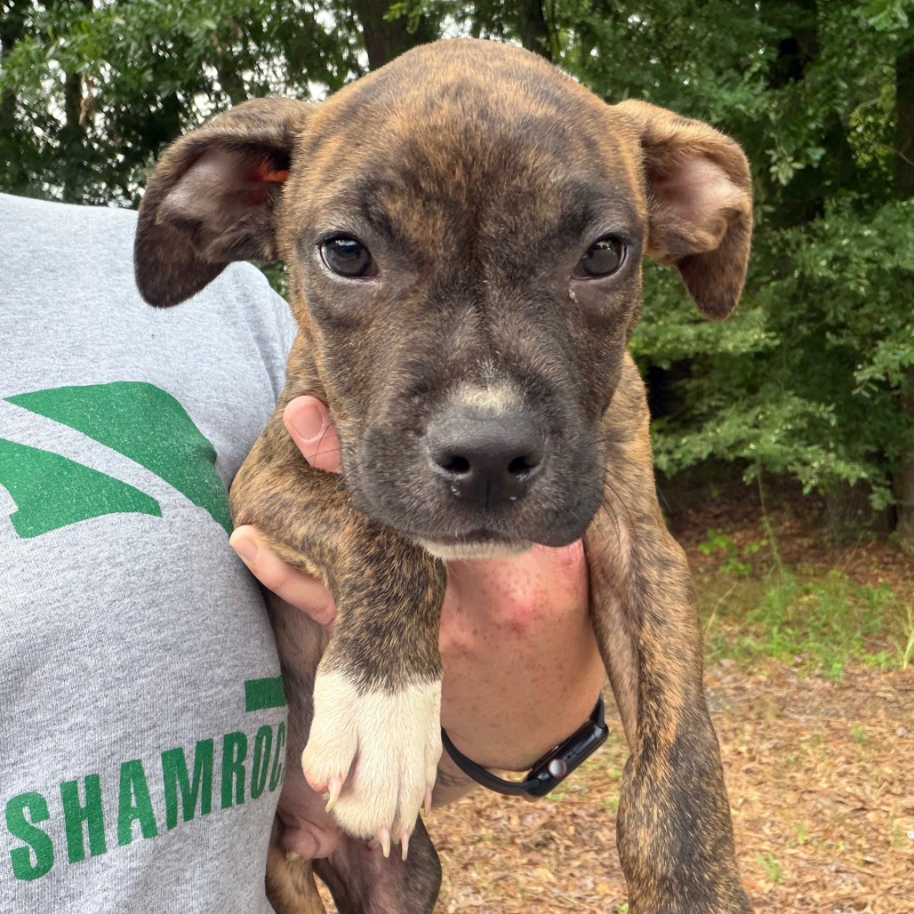 Shelter Stray Male Dog last seen , Pine Bluff, AR 71601