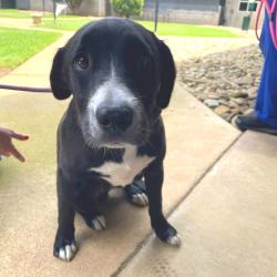 Shelter Stray Male Dog last seen , Greenville, SC 29609