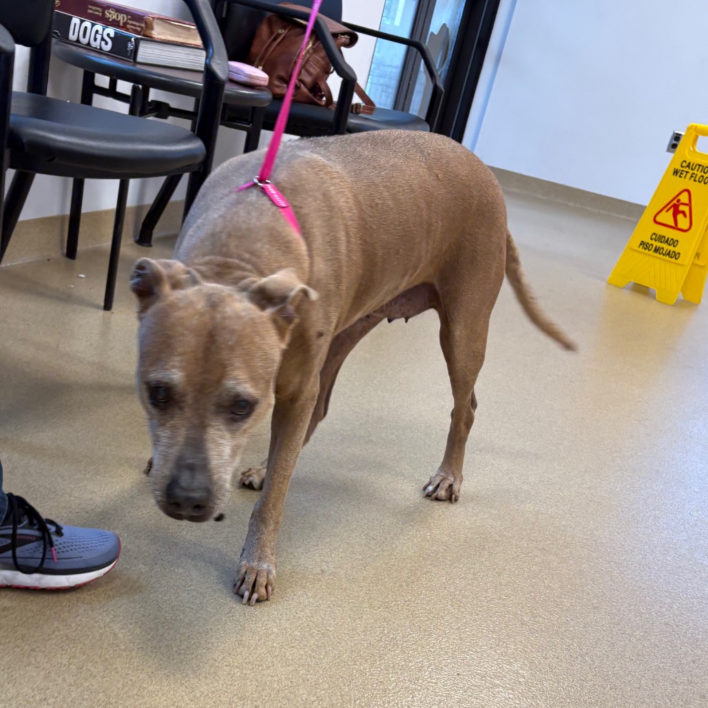 Shelter Stray Female Dog last seen , West Palm Beach, FL 33409