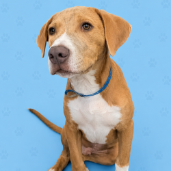Shelter Stray Male Dog last seen , Memphis, TN 38133